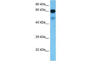 Host:  Mouse  Target Name:  FUBP1  Sample Tissue:  Mouse Kidney  Antibody Dilution:  1ug/ml (FUBP1 antibody  (N-Term))