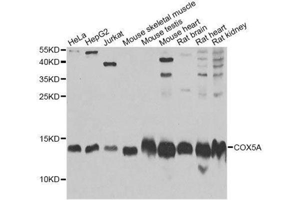 COX5A antibody  (AA 1-150)