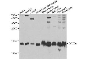 Western blot analysis of extracts of various cell lines, using COX5A Antibody.