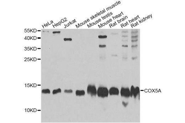 COX5A antibody  (AA 1-150)