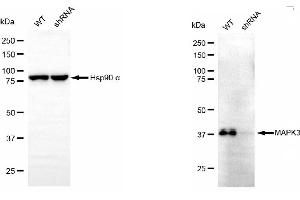 Western blotting analysis using ERK1 antibody (ABIN7799454). (ERK1 antibody)