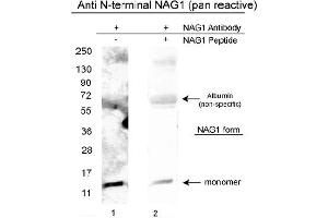 Image no. 1 for anti-Growth Differentiation Factor 15 (GDF15) (N-Term), (Variant D), (Variant H) antibody (ABIN453967) (GDF15 antibody  (N-Term, Variant D, Variant H))