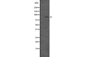 Western blot analysis of LRP1 using HepG2 whole cell lysates (LRP1 antibody  (C-Term))