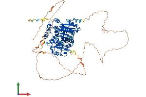 AlphaFold protein structure predicition of Human Recombinant DDX17 Protein, UniprotID Q92841 (DDX17 Protein (AA 1-729) (His tag))