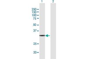 Western Blot analysis of GLOD4 expression in transfected 293T cell line by GLOD4 MaxPab polyclonal antibody. (GLOD4 antibody  (AA 1-298))