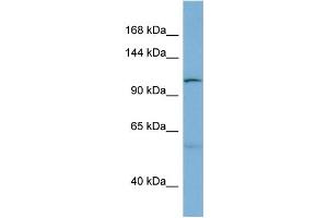 WB Suggested Anti-DNAJC10  Antibody Titration: 0. (DNAJC10 antibody  (N-Term))