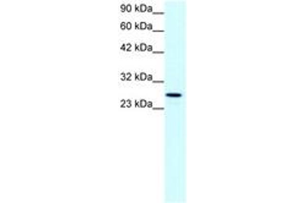 Claudin 13 (CLDN13) (C-Term) antibody