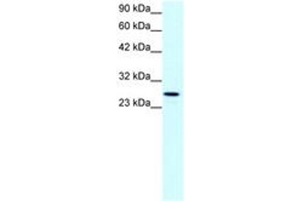 Claudin 13 (CLDN13) (C-Term) Antikörper