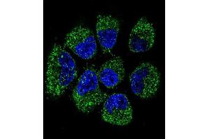 Confocal immunofluorescent analysis of TNFRSF11B Antibody (Center) (ABIN657660 and ABIN2846654) with NCI- cell followed by Alexa Fluor 488-conjugated goat anti-rabbit lgG (green). (Osteoprotegerin antibody  (AA 243-271))