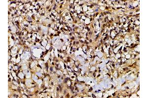 Immunohistochemistry (IHC) image for anti-Ephrin B2 (EFNB2) (C-Term) antibody (ABIN6261455)