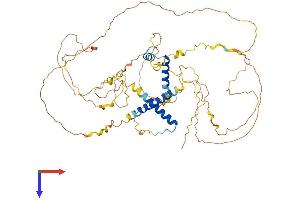 AlphaFold protein structure predicition of Mouse Recombinant Slain1 Protein, UniprotID Q68FF7 (SLAIN1 Protein (AA 1-579) (His tag))