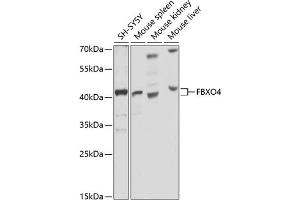 Western blot analysis of extracts of various cell lines, using FBXO4 antibody (ABIN6130382, ABIN6140525, ABIN6140526 and ABIN6225310) at 1:1000 dilution.