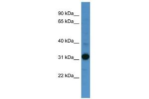 WB Suggested Anti-NANOG Antibody Titration:  0. (Nanog antibody  (Middle Region))