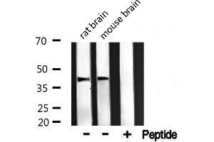 Western blot analysis of extracts from rat and mouse brain ，using Maf antibody.