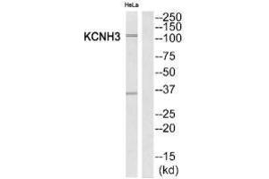 Western blot analysis of extracts from HeLa cells, using KCNH3 antibody. (KCNH3 antibody)