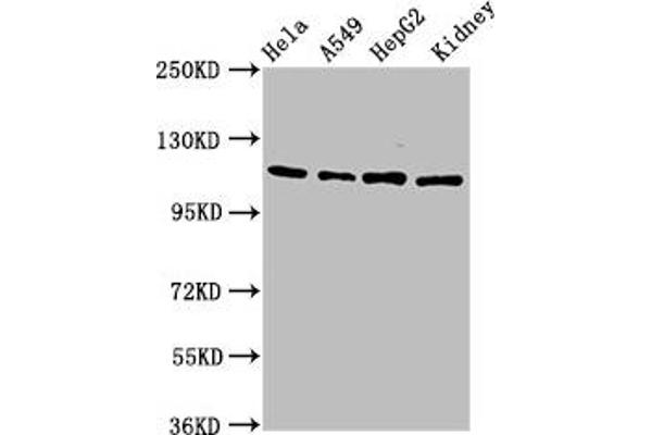 NFATC3 Antikörper  (AA 887-1070)