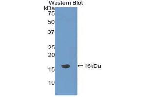 Western Blotting (WB) image for anti-NOTCH-Regulated Ankyrin Repeat Protein (NRARP) (AA 3-109) antibody (ABIN1860048) (NRARP antibody  (AA 3-109))