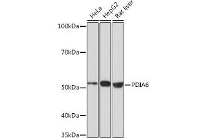 Western blot analysis of extracts of various cell lines, using PDI Rabbit mAb (ABIN7269615) at 1:1000 dilution. (PDIA6 antibody)