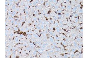 Immunohistochemistry of paraffin-embedded human stomach using β-actin antibody.