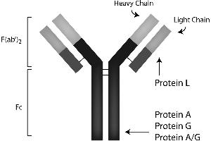 Image no. 1 for Protein A protein (Sepharose) (ABIN964524)