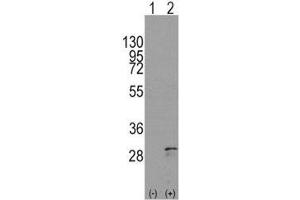 Western blot analysis of SCF antibody and 293 cell lysate either nontransfected (Lane 1) or transiently transfected with the KITLG gene (2). (KIT Ligand antibody  (AA 244-273))