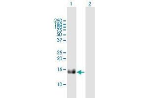 Western Blot analysis of IFITM1 expression in transfected 293T cell line by IFITM1 MaxPab polyclonal antibody. (IFITM1 antibody  (AA 1-125))