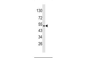 Western blot analysis of CKIP-1 Antibody (N-term) (ABIN652439 and ABIN2842298) in 293 cell line lysates (35 μg/lane). (PLEKHO1 antibody  (N-Term))