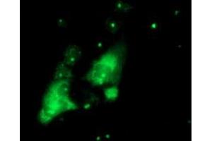 Anti-PGAM2 mouse monoclonal antibody (ABIN2454929) immunofluorescent staining of COS7 cells transiently transfected by pCMV6-ENTRY PGAM2 (RC200701). (PGAM2 antibody)