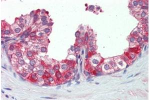 Prostate, Human: Formalin-Fixed, Paraffin-Embedded (FFPE) (HSP90 antibody  (AA 250-325))