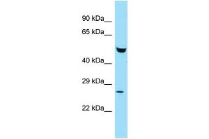 WB Suggested Anti-Faf2 Antibody Titration: 1. (FAF2 antibody  (N-Term))