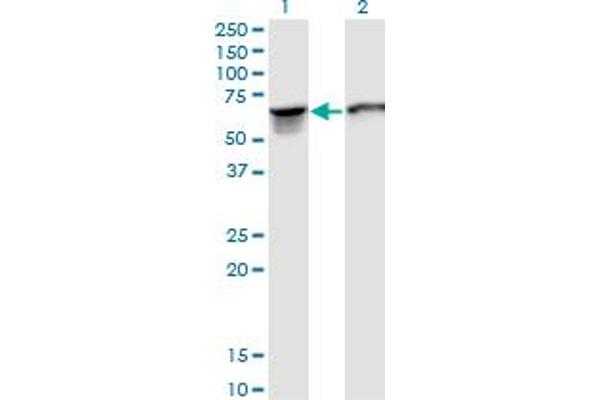 STIP1 antibody  (AA 1-543)