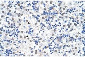 Immunohistochemical staining (Formalin-fixed paraffin-embedded sections) of human liver with IKZF3 polyclonal antibody  at 4-8 ug/mL working concentration. (IKZF3 antibody  (N-Term))