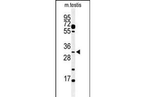 Western blot analysis of hOBEC3B 1353a in mouse testis tissue lysates (35 μg/lane). (APOBEC3B antibody  (C-Term))