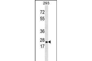 ABAD Antibody  (ABIN390286 and ABIN2850545) western blot analysis in 293 cell line lysates (35 μg/lane). (HSD17B10 antibody  (C-Term))