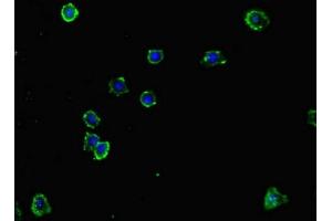 Immunofluorescence (IF) image for anti-Natural Killer Cell Cytotoxicity Receptor 3 Ligand 1 (NCR3LG1) (AA 25-262) antibody (ABIN7161076)