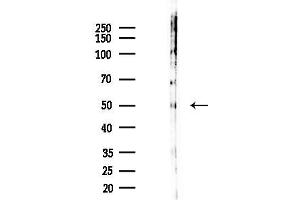 anti-Solute Carrier Family 38, Member 5 (Slc38a5) antibody