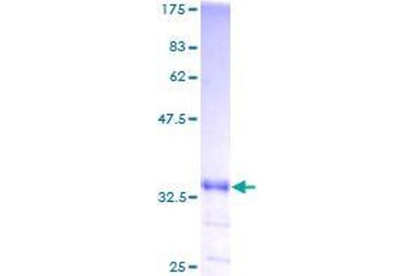 GNG2 Protein (AA 1-71) (GST tag)