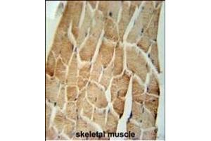 CRLS1 Antibody (C-term) (ABIN651615 and ABIN2840326) immunohistochemistry analysis in formalin fixed and paraffin embedded human skeletal muscle followed by peroxidase conjugation of the secondary antibody and DAB staining. (CRLS1 antibody  (C-Term))