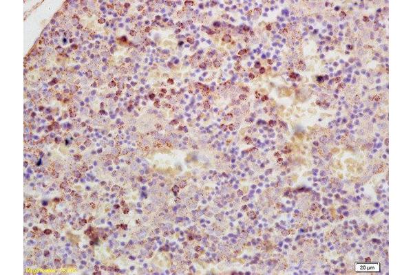 GDPD3 antibody  (AA 105-150)