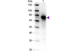 Western Blot of Biotin conjugated Rabbit Anti-Transferrin primary antibody. (Transferrin antibody  (Biotin))