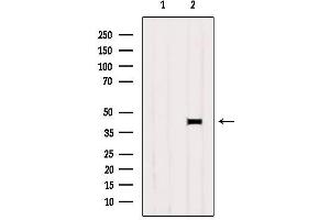 Western blot analysis of extracts from B16F10, using PRLHR Antibody. (PRLHR antibody  (Internal Region))
