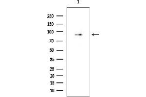 anti-FCH Domain Only 2 (FCHO2) antibody