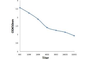 Antigen: 0. (GNMT antibody  (AA 51-150))