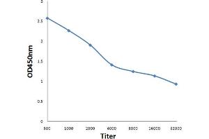 Antigen: 0. (GNMT antibody  (AA 51-150))