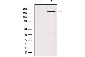 Western blot analysis of extracts from 293, using BAZ2A Antibody. (BAZ2A antibody  (N-Term))