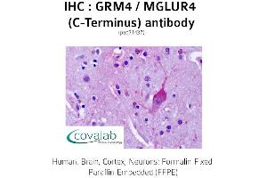 Image no. 1 for anti-Glutamate Receptor, Metabotropic 4 (GRM4) (C-Term) antibody (ABIN1735271)