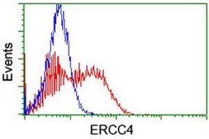 Image no. 2 for anti-Excision Repair Cross-Complementing Rodent Repair Deficiency, Complementation Group 4 (ERCC4) antibody (ABIN1498074) (ERCC4 antibody)