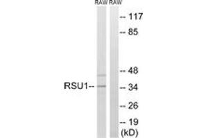 Western blot analysis of extracts from RAW264. (RSU1 antibody  (AA 187-236))