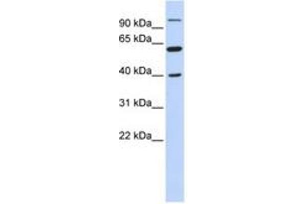 LETM2 antibody  (N-Term)