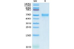 SDS-PAGE (SDS) image for CD24 Molecule (CD24) (AA 27-54) protein (Fc Tag) (ABIN7274098)